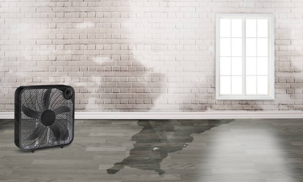 Best Professional water damage repair  in Pleak, TX